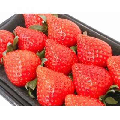 【2026年発送】長野県産 　いちご　紅ほっぺ　2パック【約500g～600g】【1603737】