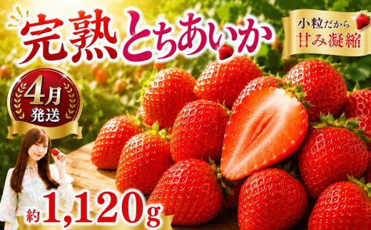 【先行予約】【4月発送】小粒 とちあいか 約1120g （280g×4パック）  | 1月 2月 3月 4月 |  果物 フルーツ 苺 イチゴ 2027年分   栃木県 真岡市 送料無料