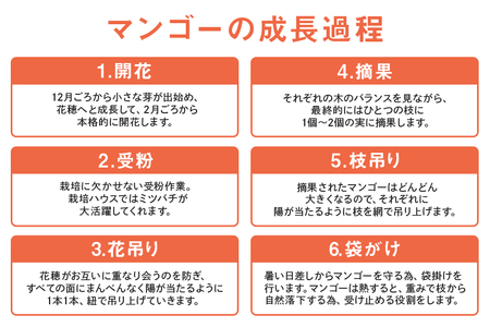【 先行予約 2026年 発送 】 沖縄県知事賞4度受賞 サンフルーツ糸満 マンゴー  秀品 2kg アップルマンゴー アーウィンマンゴー 国産 完熟マンゴー 果物 南国 くだもの フルーツ 完熟 夏