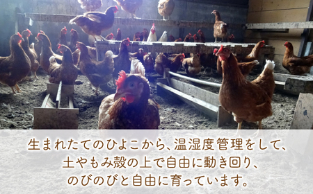 北海道 豊浦 おふけしの平飼い卵18個＋BioPio 烏骨鶏卵 6個
