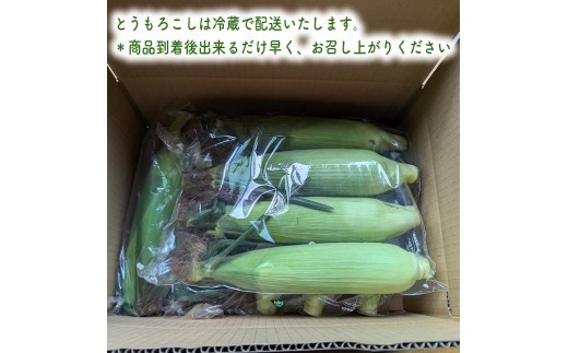 朝採り とうもろこし（味来）10本 【出荷：6月下旬】 トウモロコシ  野菜 旬の野菜 産地直送 産直 朝採り 朝採れ 鮮度抜群