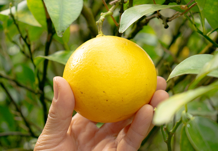 小夏 1.5kg 家庭用 日向夏 ニューサマーオレンジ 柑橘 みかん ノーワックス こなつ くだもの 果物 産直 旬の果物 お取り寄せ 産地直送 フルーツ 爽やか スッキリ 甘い 高知県 大月町産 コ