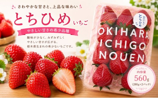 【先行予約】いちご とちひめ 560g (280g×2P)｜いちご 苺 ichigo 女峰 ミルキーベリー とちひめ とちあいか とちおとめ やよいひめ 粒 栃木県 那珂川町 送料無料【栃木県共通返礼品】