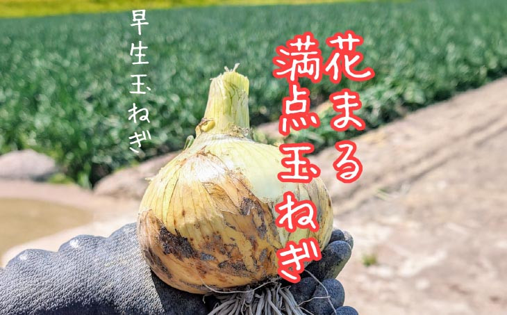 淡路島 「新玉ねぎ」3キロ
