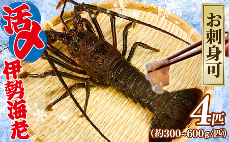 【9月以降順次発送】 伊勢海老 えび 活〆 冷凍 伊勢海老 300?600g 4匹 約2kg えびえびえびえびえびえびえびえびえびえびえびえびえびえび 海老海老海老海老