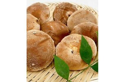 内子町産 生しいたけ（菌床栽培）約240g×2パック【野菜 やさい 食品 人気 おすすめ 送料無料】