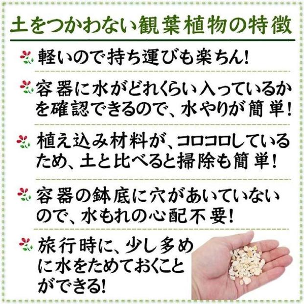 【観葉植物】土を使わないで清潔なミニ観葉植物 ゼオライト植え・ガラス鉢 スクエア形 2鉢セット（サンスベリア）｜観葉植物 インテリア 部屋 おしゃれ 福岡県筑前町 送料無料