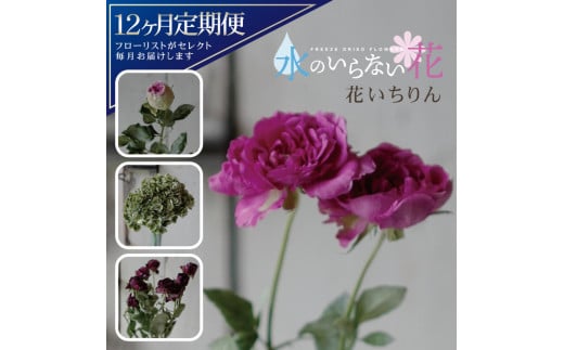 SL0225　【12回定期便】水のいらない花　ゼロフラワー定期便「花いちりん」