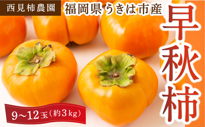 
            【先行予約】 西見柿農園 早秋柿 9玉から12玉 （約3kg） 【2025年10月上旬から10月中旬 出荷予定】 柿 かき カキ 早秋 そうしゅう 大玉 果物 くだもの フルーツ 果実 ジューシー 高糖度品種 お取り寄せ 福岡県 うきは市
          