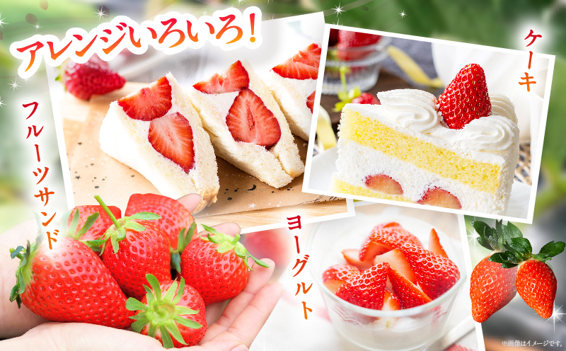 ≪先行予約≫都農町産いちご「やよいひめ」計1kg_T059-002【フルーツ 果物 デザート イチゴ 国産 人気 ギフト 食品 旬 苺 くだもの 果実 贈り物 お土産 送料無料 プレゼント】