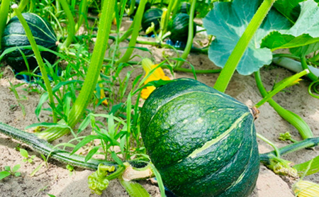特別なカボチャ ikkaプレミアム【8月-9月発送】 野菜 南瓜 甘い ホクホク 