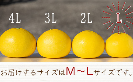 間城農園 土佐文旦 小玉10kg (М～Lサイズ) - 高知産 土佐文旦 柑橘 フルーツ 文旦 ぶんたん ブンタン 果物 ms-0054