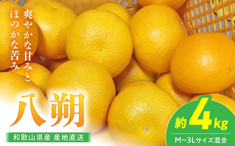
                  【2027年先行予約】【産地直送】和歌山県産 八朔 4kg (M～3Lサイズ)【はっさく ハッサク 八朔 和歌山産 柑橘 和歌山 有田】_BL6113n
                
