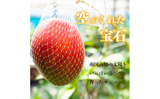 【早期予約】 マンゴー 秀品 12パック × 1箱 ( 3.6kg ) 果物 くだもの フルーツ 果実 完熟 デザート スイーツ おやつ ケーキ アイス プリン 甘い 甘味 産地 自然 食品 食材 お