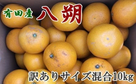 【手選果・訳あり】有田産の八朔10kg（サイズ混合）＜2024年1月下旬頃～2月下旬頃に順次発送＞【tec847】