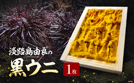 うに 由良産 黒ウニ 40g ミョウバン不使用 淡路島 うに