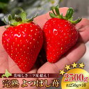 【ふるさと納税】北海道産 完熟よつぼし苺(約250g×10パック)北海道ふるさと納税 積丹町 ふるさと納税 北海道 いちご 苺 イチゴ 果物 フルーツ デザート