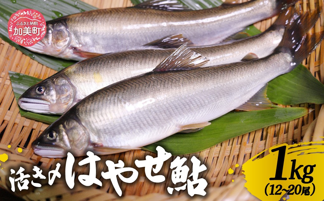 鮎 活き〆 500g (6～10尾) ~ 2kg (24～40尾) 鮎の極み「はやせ鮎」   [宮城鮎工房 宮城県 加美町]