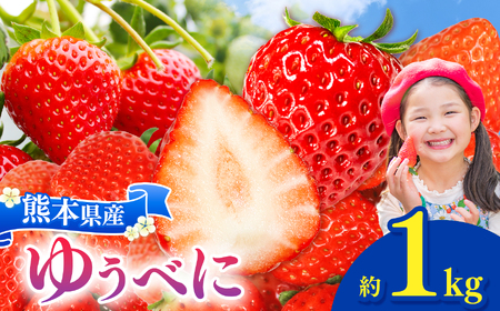 坂本いちご農園 ゆうべに 1㎏ | ゆうべに 果物 くだもの フルーツ イチゴ いちご 苺 熊本県 玉名市