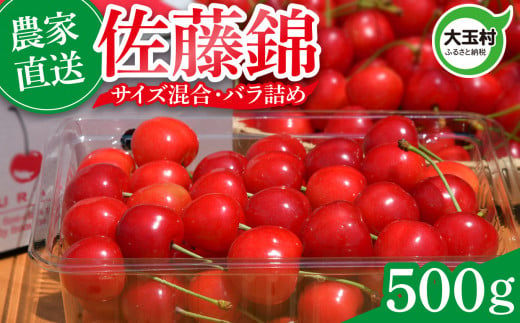 さくらんぼ 佐藤錦 500g 令和7年分 先行予約 バラ詰め サイズ混合（M/L/LL） ｜ 朝採れ もぎたて 農家直送 産地直送 果物 フルーツ 旬 新鮮 お取り寄せ ギフト 贈り物 サクランボ 福島県 大玉村 菊地果樹園 ｜ OT20-004-R7