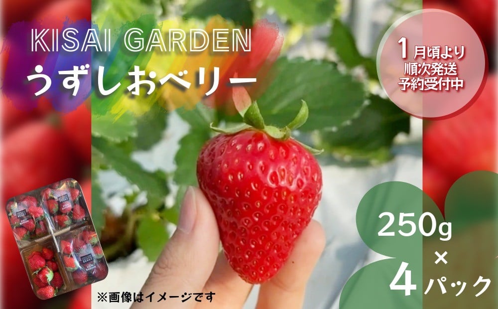 
            【2026年1月頃より順次発送】KISAI BERRY 250g×4パック 【数量限定】 | 栽培期間中農薬不使用 苺 いちご イチゴ 徳島 鳴門 果物 フルーツ スムージー ジャム
          