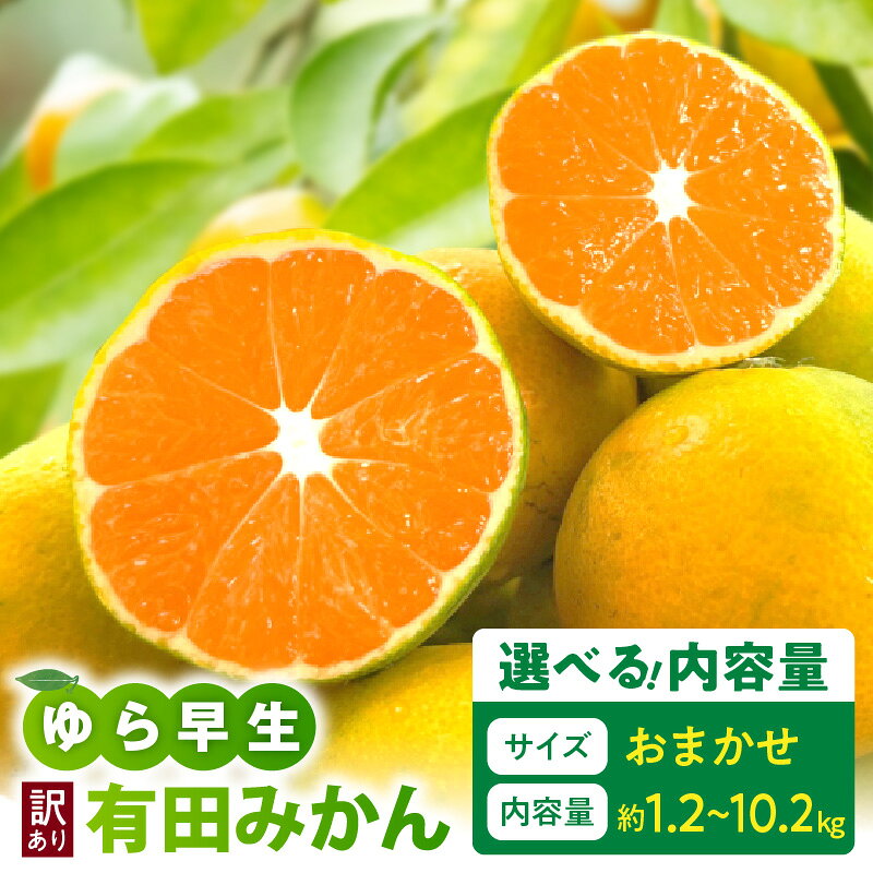 【ふるさと納税】【2026年先行予約】 有田育ち 家庭用 ゆら早生 有田みかん サイズおまかせ 選べる 内容量 約 1.2kg 〜 10.2kg 人気品種 みかん 甘酸っぱい 早生 こだわり農法 フルーツ 果実 果物 柑橘 デザート お取り寄せ 和歌山県 湯浅町 送料無料