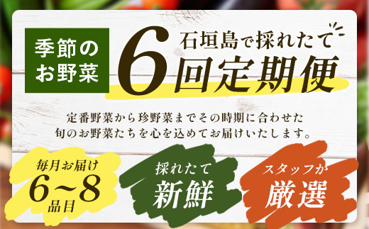 石垣島産 野菜BOX【６回定期便】（６~８種類）季節ごとに野菜パワーをあなたに！！CK-3 【野菜セット おまかせセット 旬 季節のお野菜 旬の野菜セット 詰め合わせ 定期便 ６回 定番野菜 島野菜 