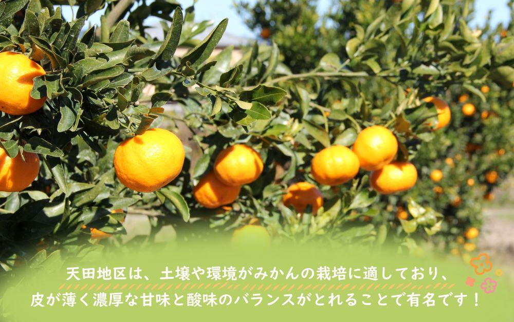 先行予約【2025年11月下旬より発送】濃厚温州みかん贈答用5kg（和歌山天田みかん）みかんの産地和歌山　北村農園直送