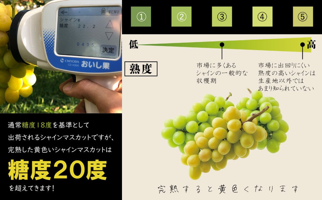 糖度１８度前後を基準として収穫されるシャインマスカットですが、一般的にはカラーチャート③の色を目安に収穫されます。