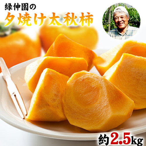 【ふるさと納税】『緑伸園』の大玉 夕焼け太秋柿 約2.5kg 4-7玉前後 予約受付中 フルーツ 秋 旬　柿 ★大きく綺麗な秋の夕日のような色と形★《11月下旬-12月中旬頃出荷》