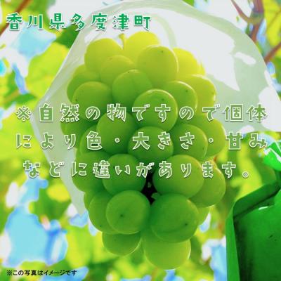 ふるさと納税 多度津町 ハウスシャインマスカット　1房　化粧箱【令和7年7月下旬頃発送!先行受付中!】【B-35】 |  | 02