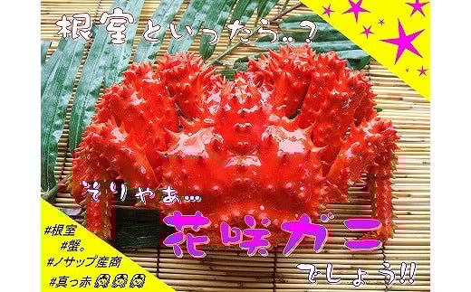 B-59010 【北海道根室産】花咲ガニ2尾(計800g以上)