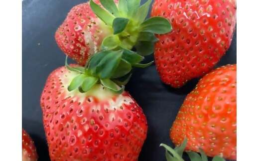 （大粒）農林水産大臣賞受賞農園からお届けする　訳アリ　かおり野　1kg（250ｇ×4Ｐ）/いちご　ISH-01