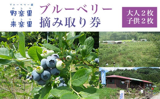 ブルーベリー園のらりくらり摘み取り券（大人２枚・子供２枚） ふるさと納税 ブルーベリー 摘み取り体験 体験 摘み取り券 チケット 無農薬 木更津 千葉県 送料無料 KCA004