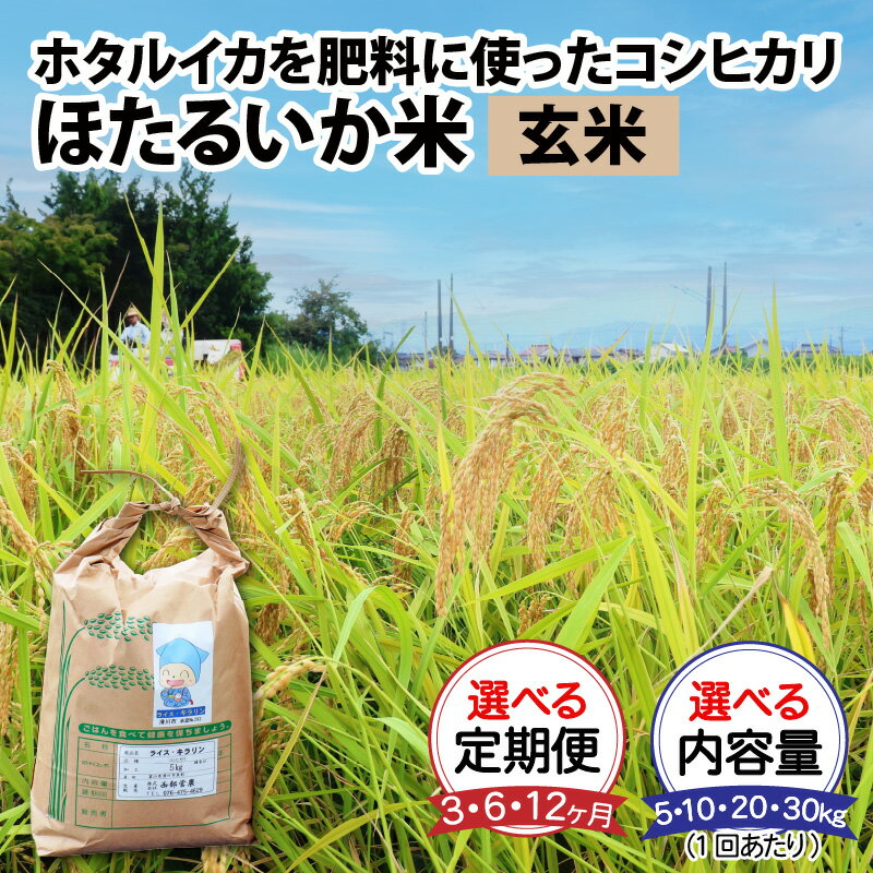 【ふるさと納税】【先行予約 新米 25年10月開始】 米 定期便 コシヒカリ ほたるいか米（玄米）選べる定期便（3ヶ月／6ヶ月／12ヶ月）選べる1回あたりの内容量（5kg／10kg／20kg／30kg） / 農家直送 お米 おこめ こしひかり ホタルイカ 富山県 滑川市 コンシェルジュ 訳あり