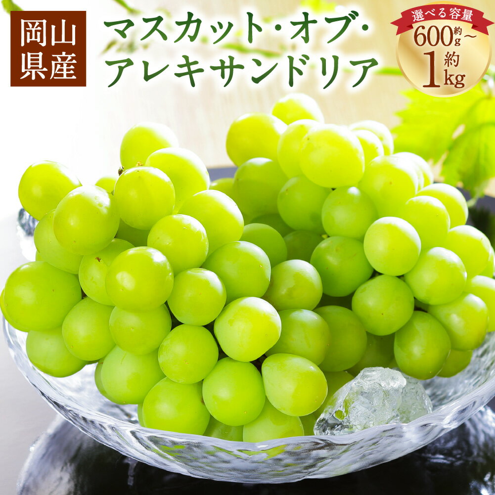 【ふるさと納税】＜選べる内容量＞岡山県産 マスカット・オブ・アレキサンドリア 約600g×1房 / 約700g×1房 / 計約800g（2房） / 計約1kg（2房） ぶどう ブドウ 葡萄 フルーツ くだもの 果物 果実 デザート 冷蔵 国産 美咲町 送料無料 【2026年8月下旬～9月下旬発送予定】