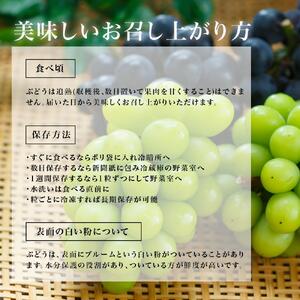 ニュー ピオーネ 2房（1房480g以上）約1kg 化粧箱入り ｜ ピオーネ