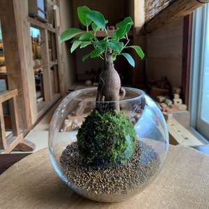 【こけ】こけ 専門 農家 直送！ ガジュマル 苔玉
