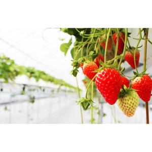 【すえひろファーム　いちご園】夏秋いちご　サマーリリカル（長野県限定生産）1箱（30～36粒）×2　| 限定 苺 イチゴ ストロベリー 果物 フルーツ  北アルプス 雪解け水 長野 信州