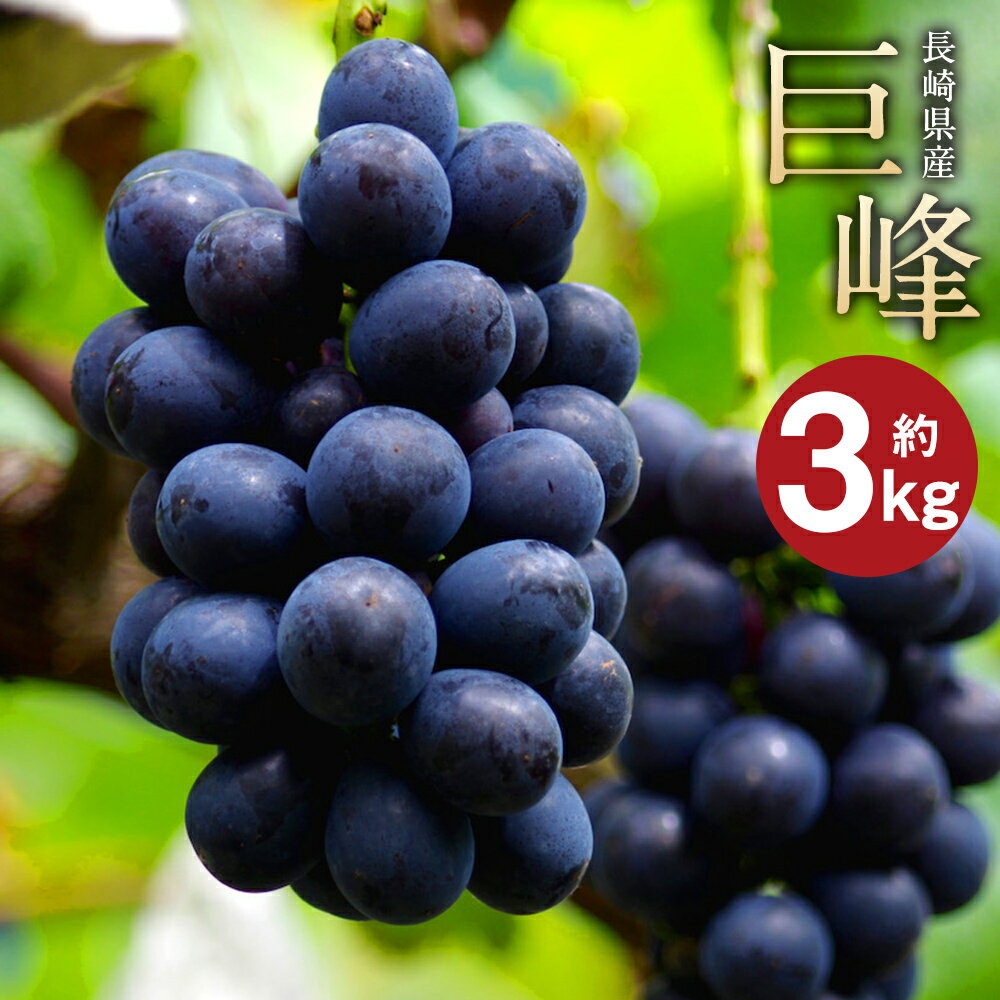 【ふるさと納税】先行予約 巨峰 約3kg 葡萄 ブドウ ぶどう 種あり フルーツ 果物 果実 ギフト 長崎県産 送料無料【2025年8月下旬～9月上旬に順次発送予定】