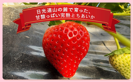 栃木県産 どっさりとちあいか【750g】 | いちご ※2027年1月～発送