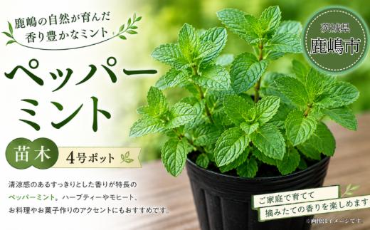 ミント ペッパーミント 先行予約 苗 苗木 園芸 ガーデニング ミントの苗 日用品 雑貨 趣味 4号ポット 1鉢 清涼感 爽やか ハーブティー モヒート ドリンク お菓子 デザート スイーツ 香り 育てる 栽培 趣味 植物 ふるさと納税 茨城県 鹿嶋市 【10月以降配送予定】