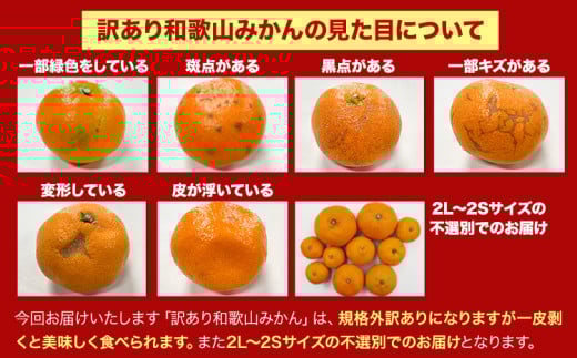 【訳あり/サイズ不選別】 和歌山みかん 約10kg 和歌山県産 《2025年11月中旬-1月中旬頃出荷》たっぷり ご家庭用 2L〜2S 産地直送 みかん 旬 蜜柑 ミカン 柑橘 果物 フルーツ 和歌山
