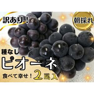 【2025年先行受付】訳あり岡山県産ピオーネ1.2kg【配送不可地域：離島】【1633343】