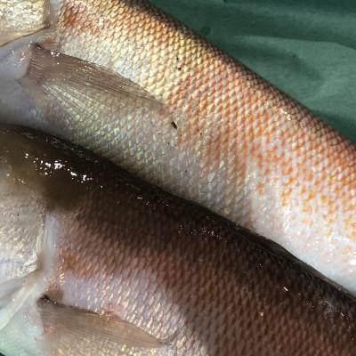 ふるさと納税 八幡浜市 竹中水産の「甘鯛(赤又は白)1.5キロ前後」【H22-261】 |  | 02