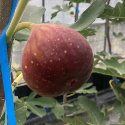 ふるさと納税 うきは市 【2026年産先行受付】いちじく(とよみつひめ4パック) U102-2OF-FG04 |  | 01