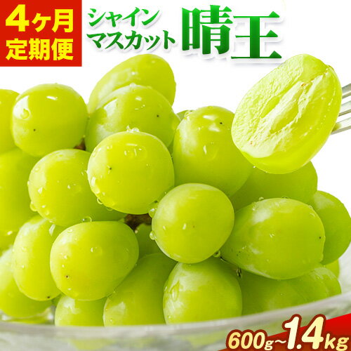 【ふるさと納税】【4ヶ月定期便】ぶどう シャインマスカット 晴王 600g 700g 1.2kg 1.4kg 1房 2房 ハレノフルーツ(アストライ)《7月上旬-10月末頃出荷》岡山県 浅口市 送料無料 フルーツ 果物 マスカット お取り寄せフルーツ【配送不可地域あり】