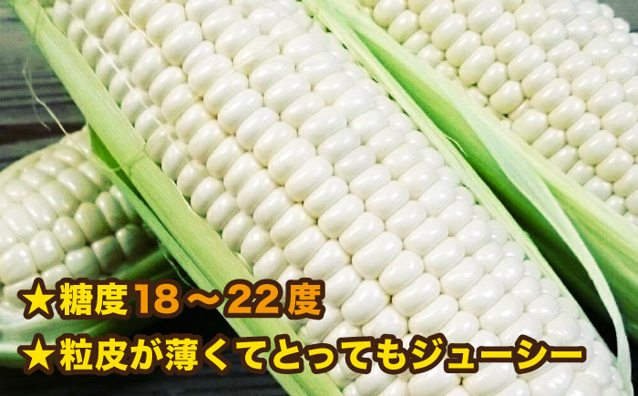 【お中元対象】【 先行予約：2024年7月以降順次発送 】 糸島 トウモロコシ 『もきっこ』 白 （ 8～10本 ） 《糸島》 【内田農業】 [AZH002]