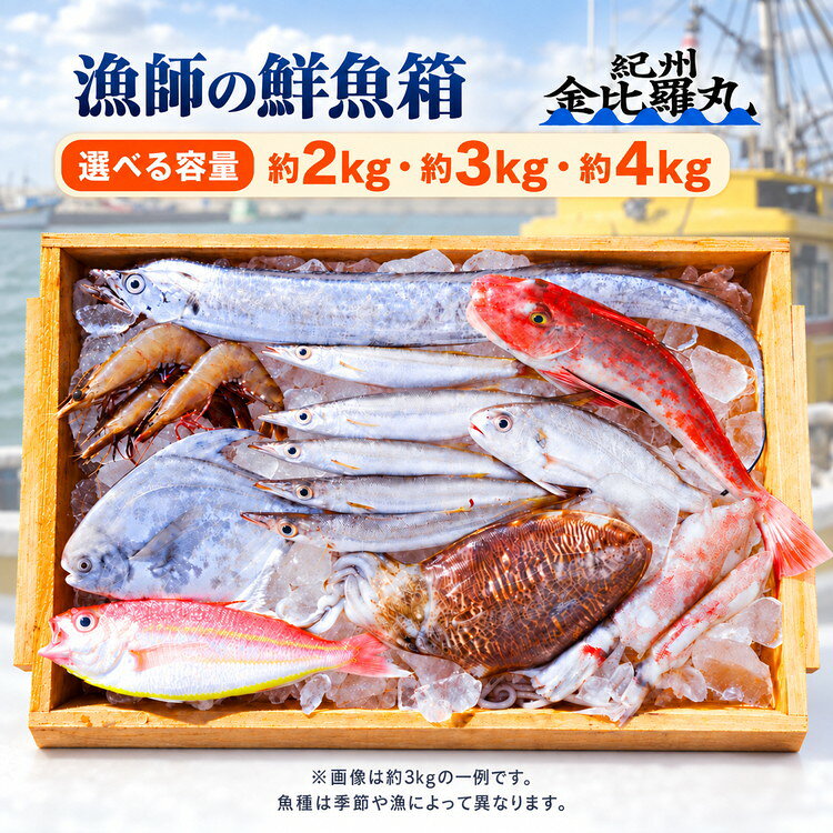 【ふるさと納税】【選べる容量】漁師の鮮魚箱 約2kg・約3kg・約4kg | 紀州金比羅丸 漁師直送 鮮魚 セット 旬の魚介 詰め合わせ おまかせ 冷蔵 海鮮 魚 和歌山県 有田市