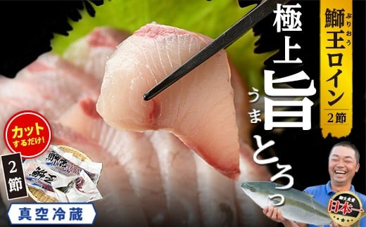 
            ＼1/5 09:59までご愛顧感謝寄附額／【切って盛るだけ】『旅サラダ』で紹介ぶりの王様「 鰤王 」 ロイン 2節 (約0.8kg～1.0kg) 半身 産地直送 新鮮 旨味が抜群の 長島町 特産品 ブランド ぶり 鰤 ブリ 切り身 真空 冷蔵 刺身 ぶりしゃぶ しゃぶしゃぶ 魚 魚介 人気 ランキング 【JFA】jfa-7133
          